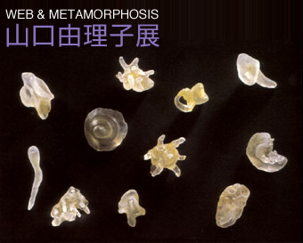 山口由理子&nbsp;&nbsp;Web & Metamorphosis&nbsp;&nbsp;解説ページへ